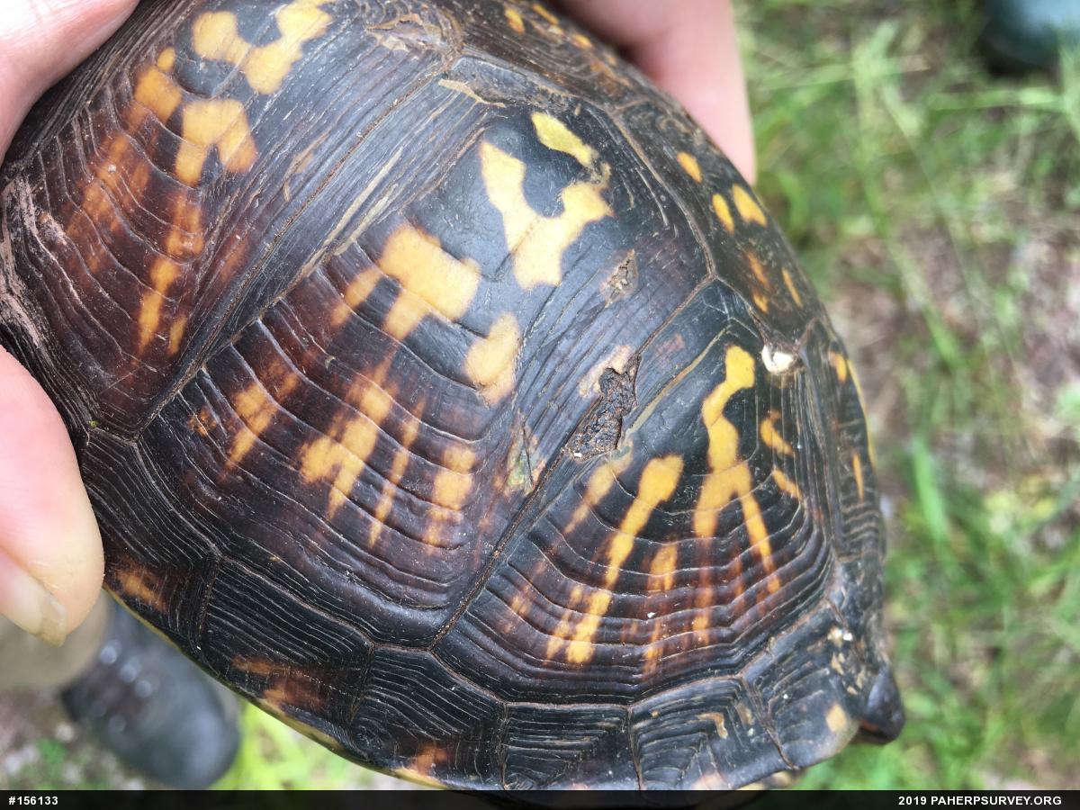 Eastern Box Turtle
