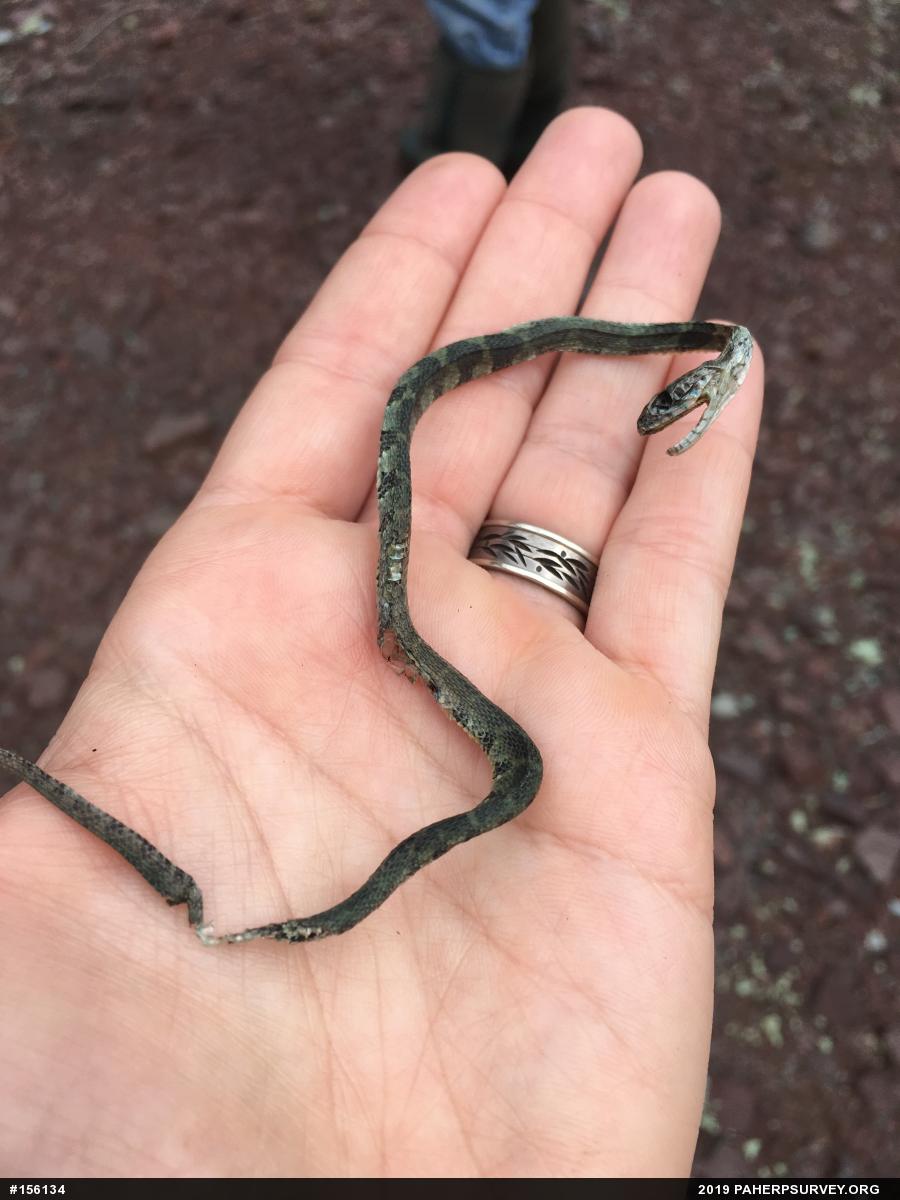 Northern Watersnake