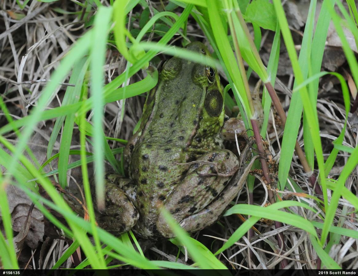 Green Frog