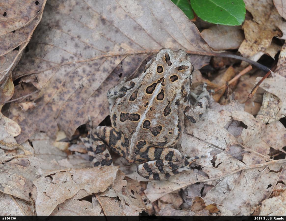 Eastern American Toad