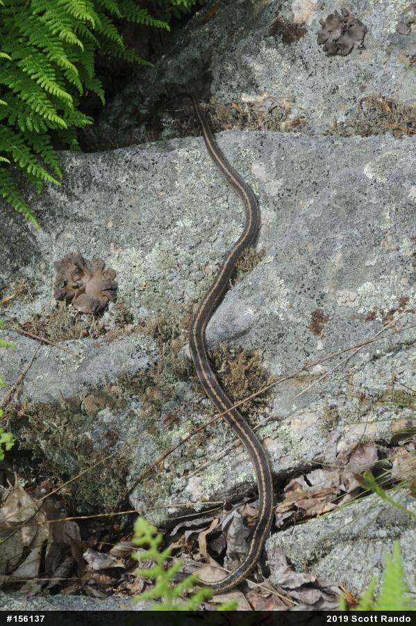 Eastern Gartersnake
