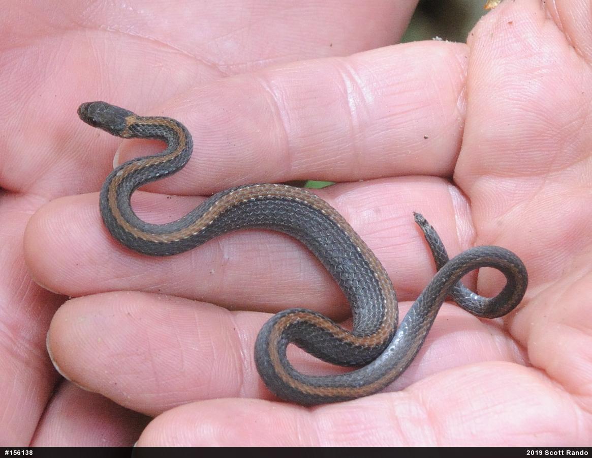Red-bellied Snake