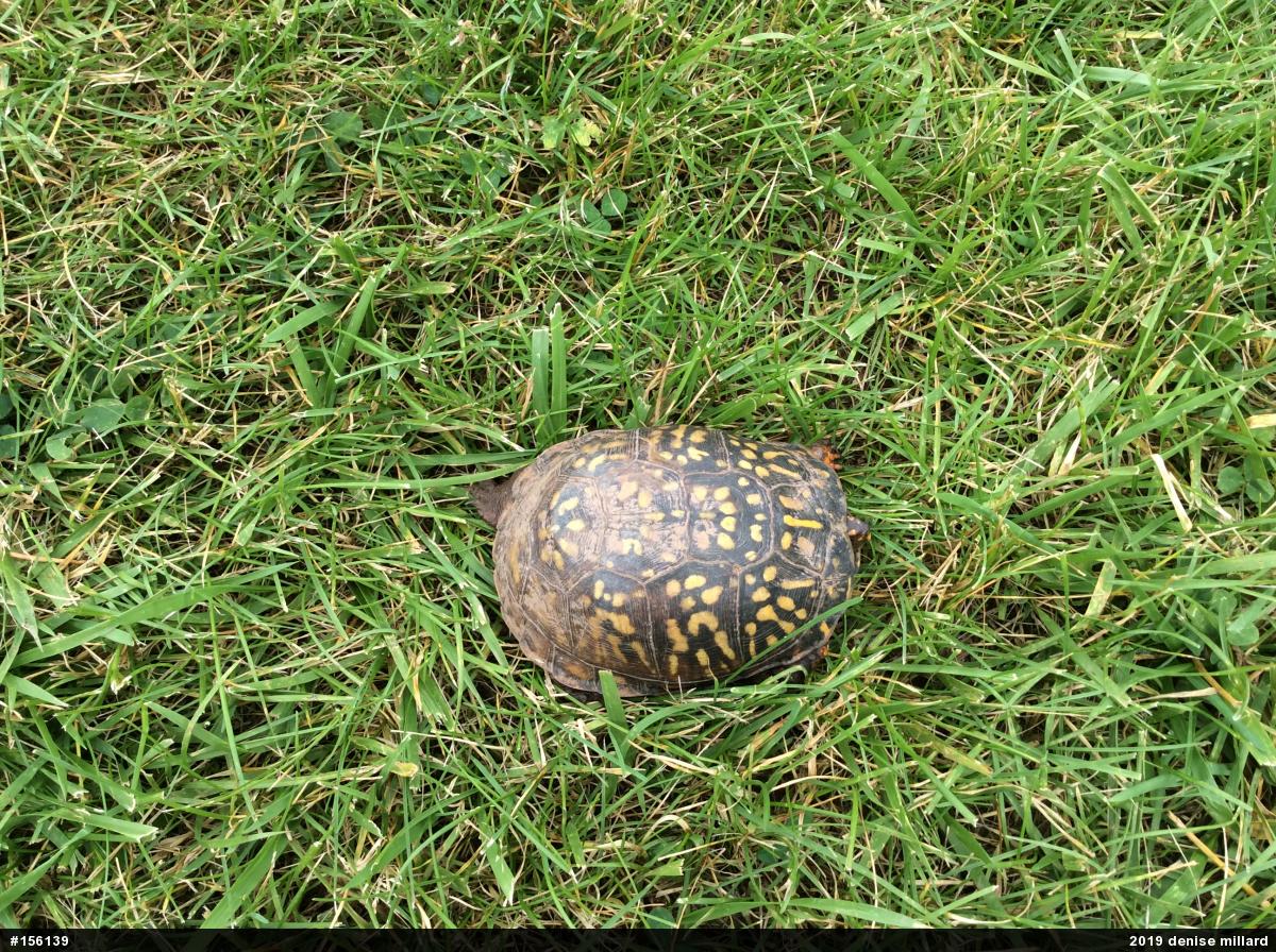 Eastern Box Turtle