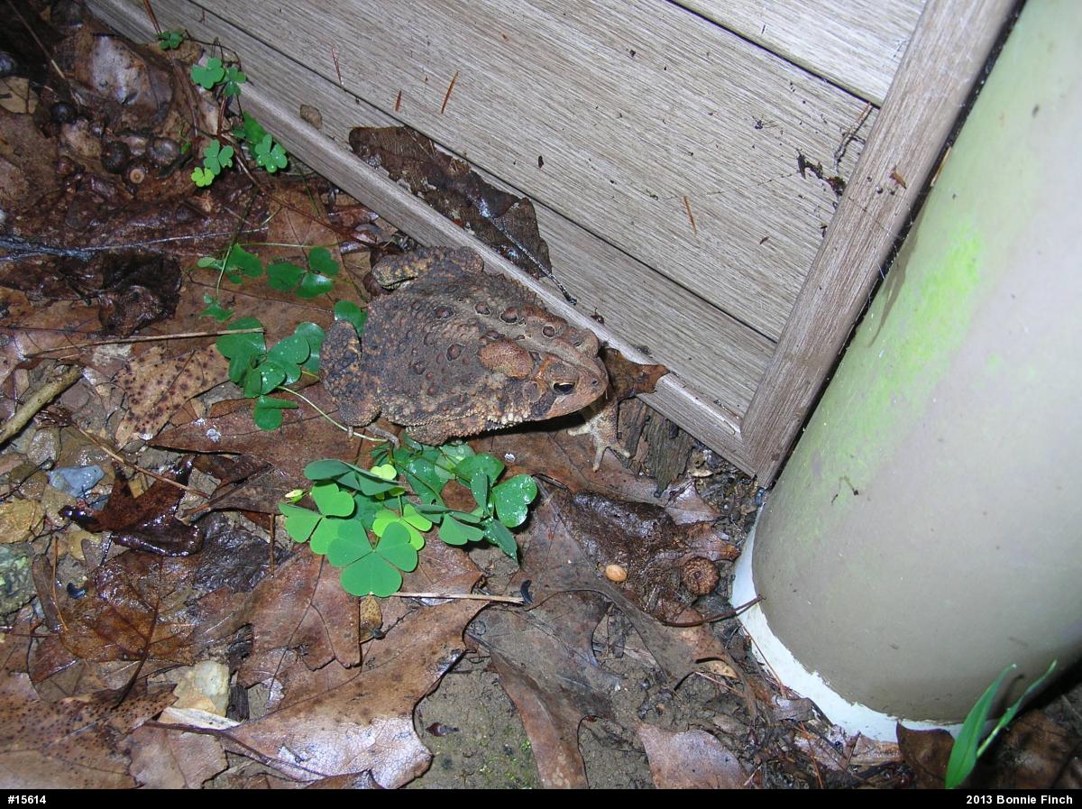 Eastern American Toad