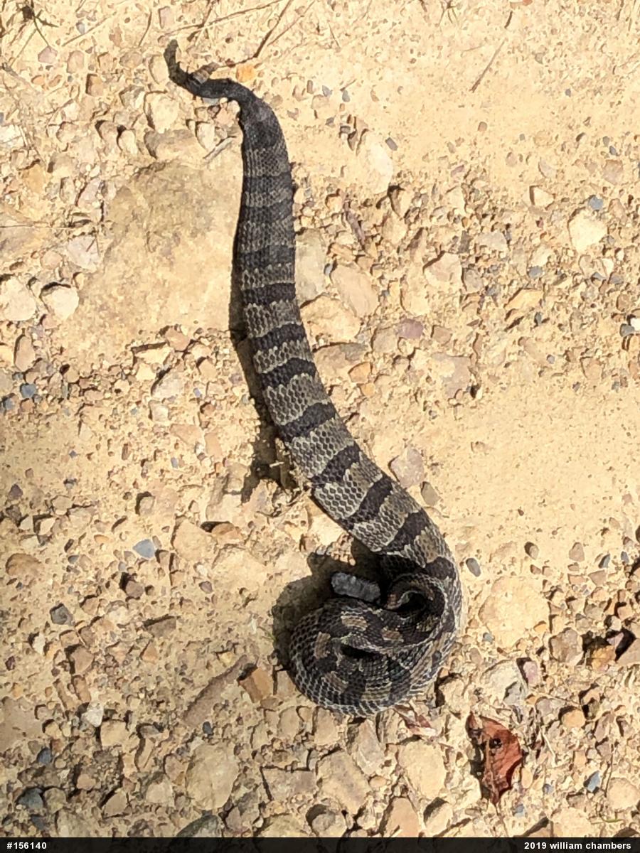 Timber Rattlesnake