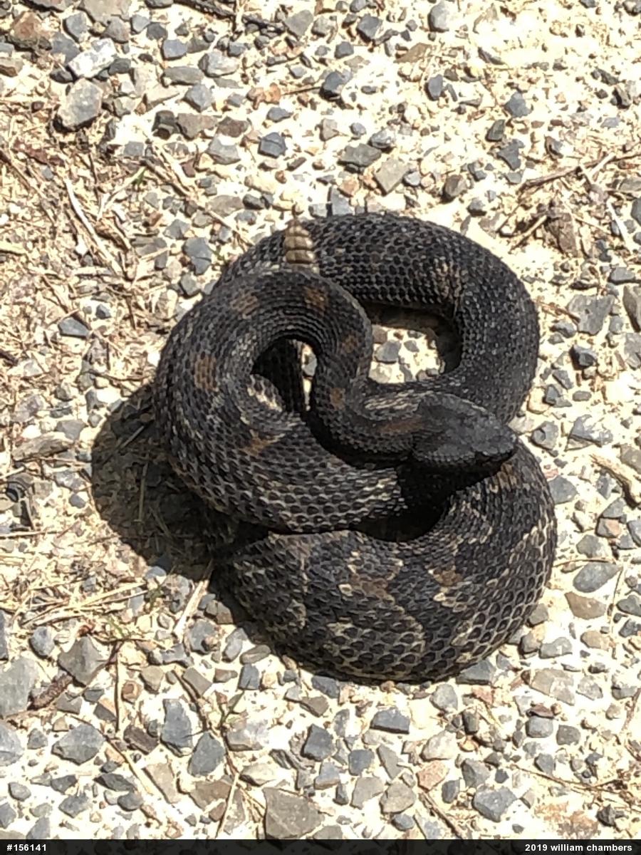 Timber Rattlesnake