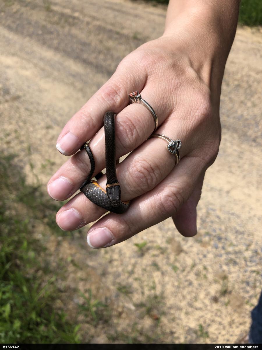 Northern Ring-necked Snake