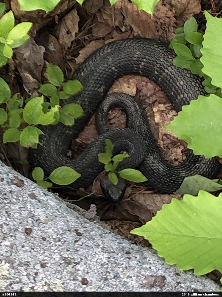 Timber Rattlesnake