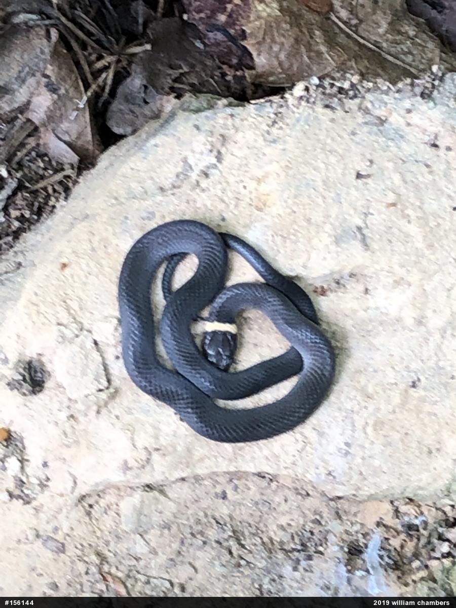 Northern Ring-necked Snake