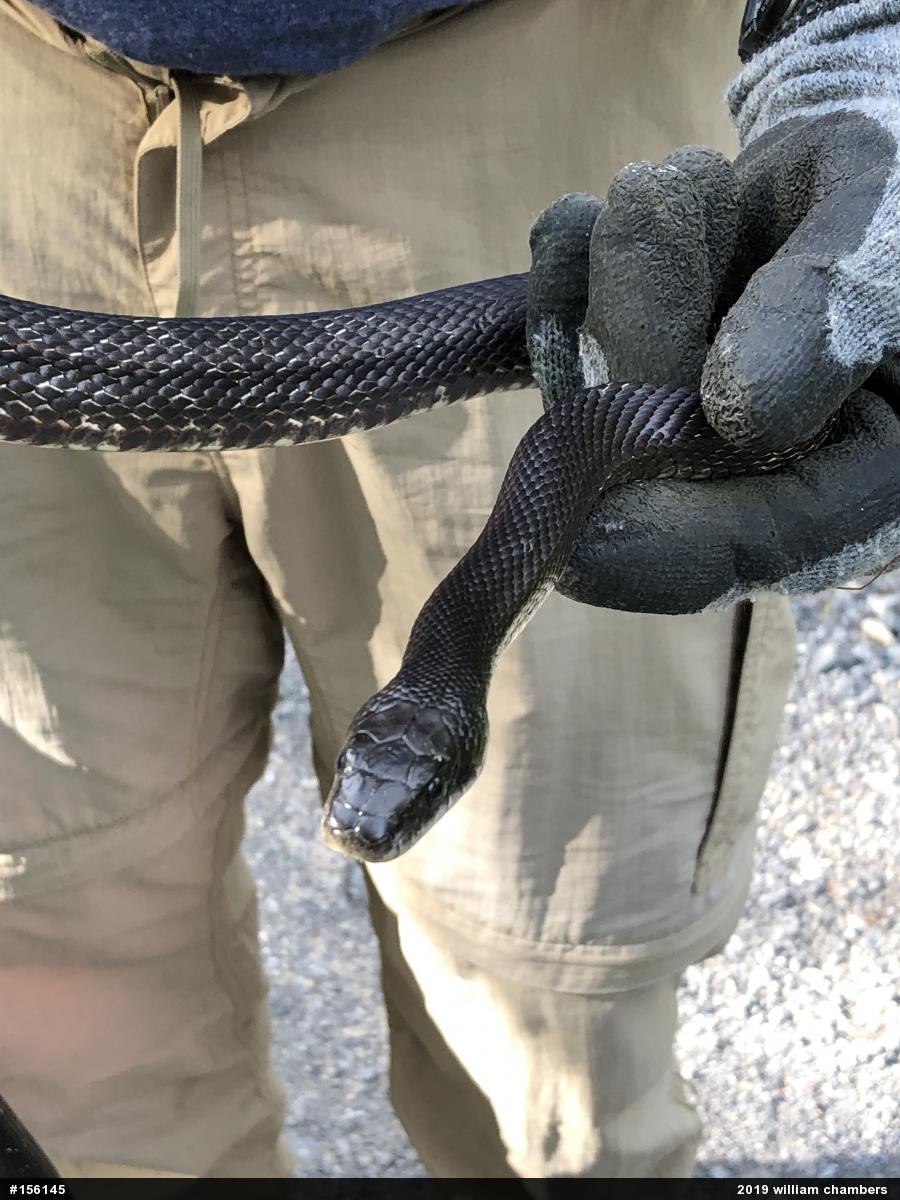 Eastern Ratsnake