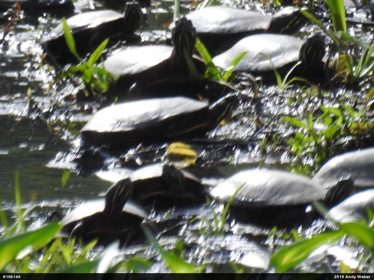 Painted Turtle