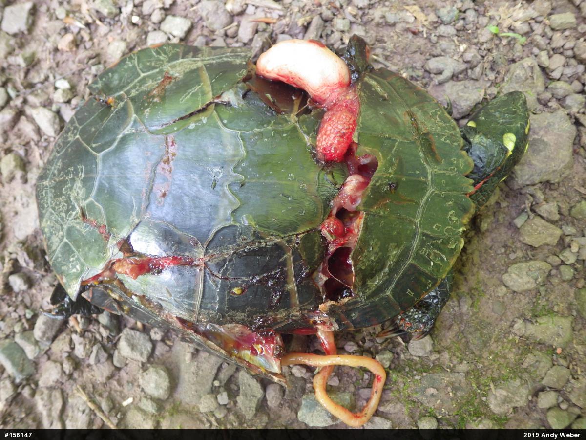 Painted Turtle