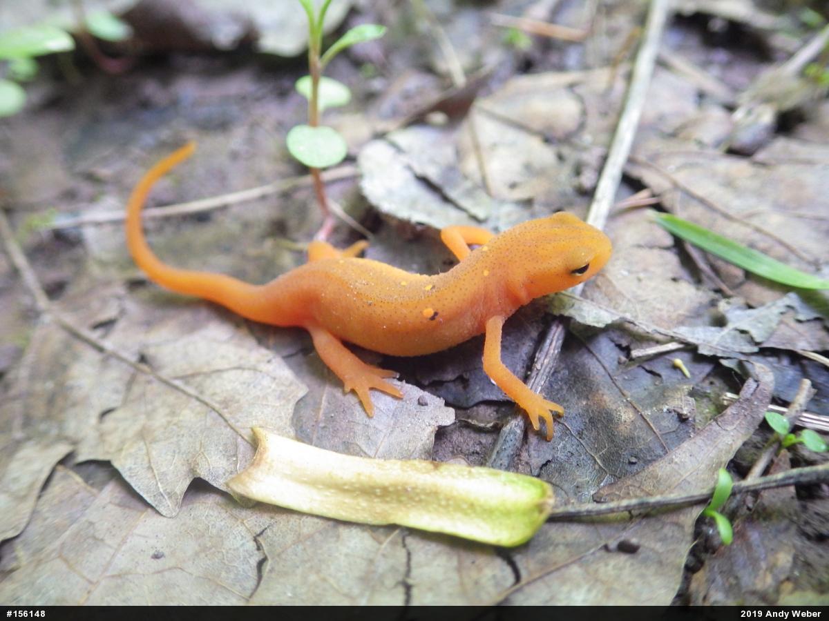 Red-spotted Newt