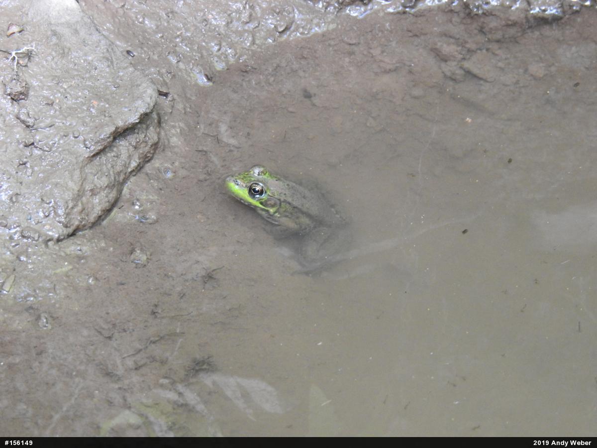 Green Frog