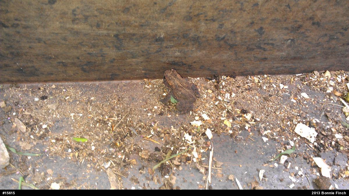Eastern American Toad