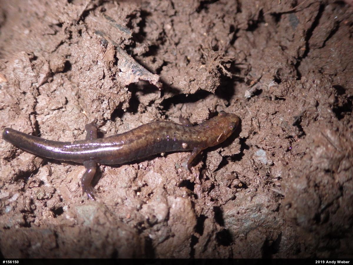 Allegheny Mountain Dusky Salamander