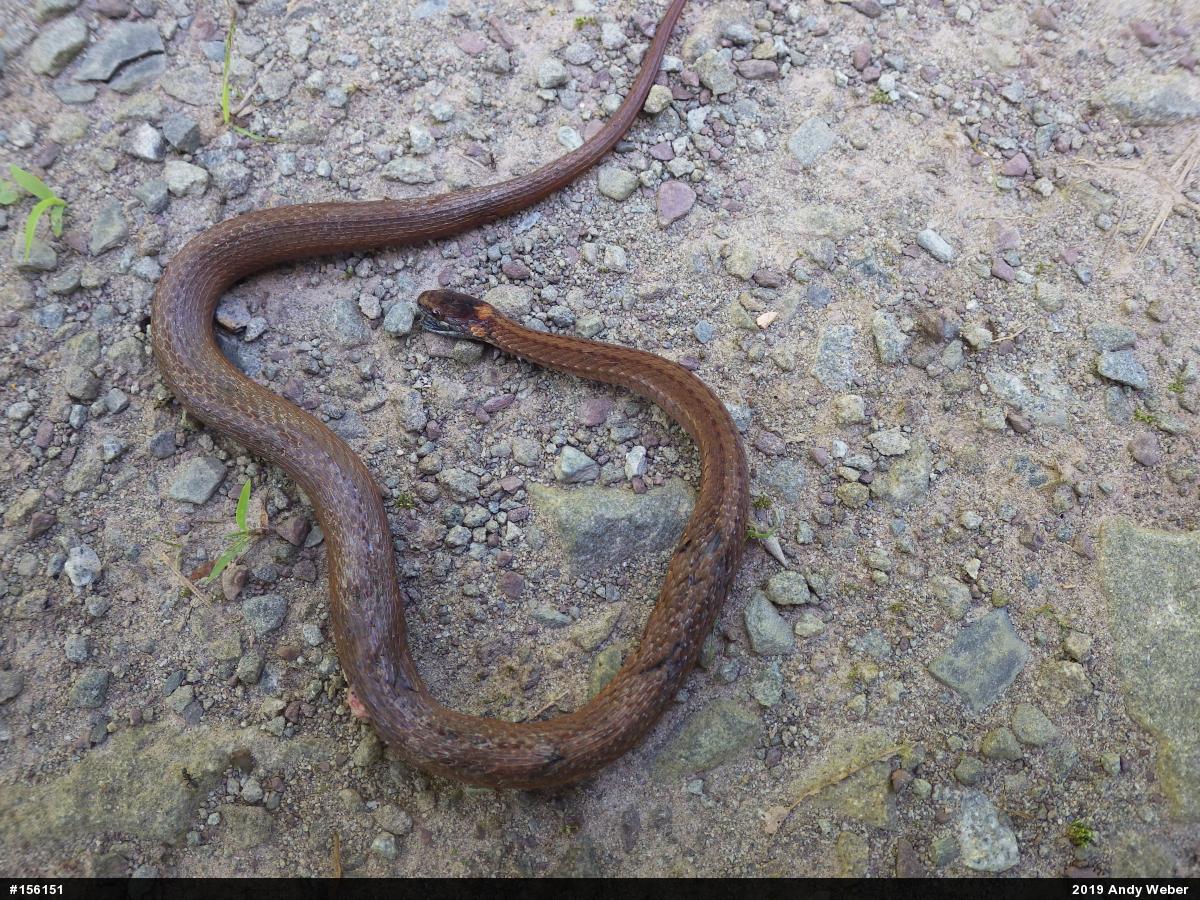 Red-bellied Snake