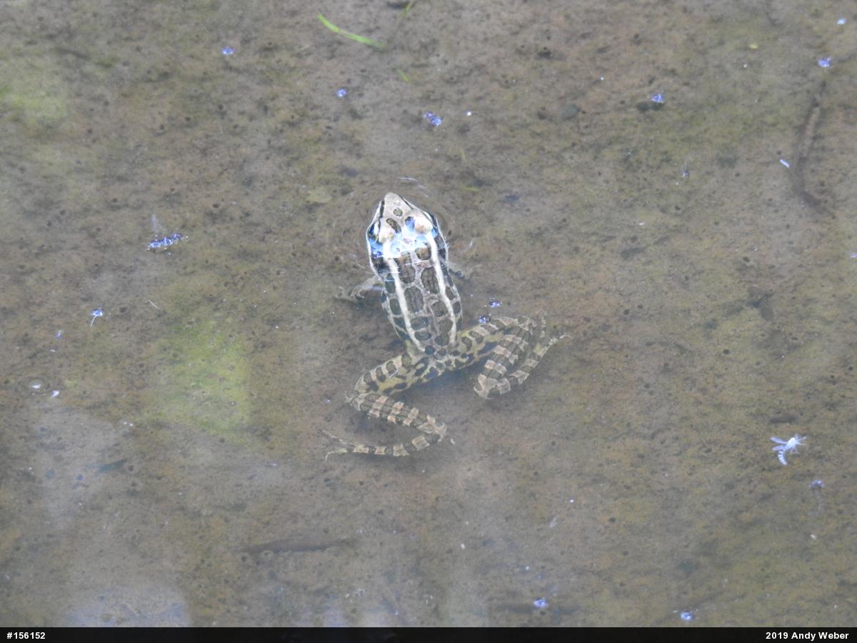 Pickerel Frog