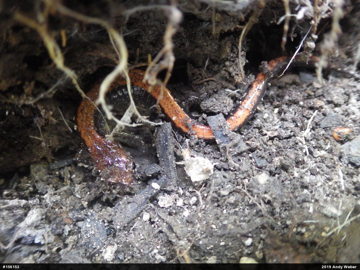 Eastern Red-backed  Salamander