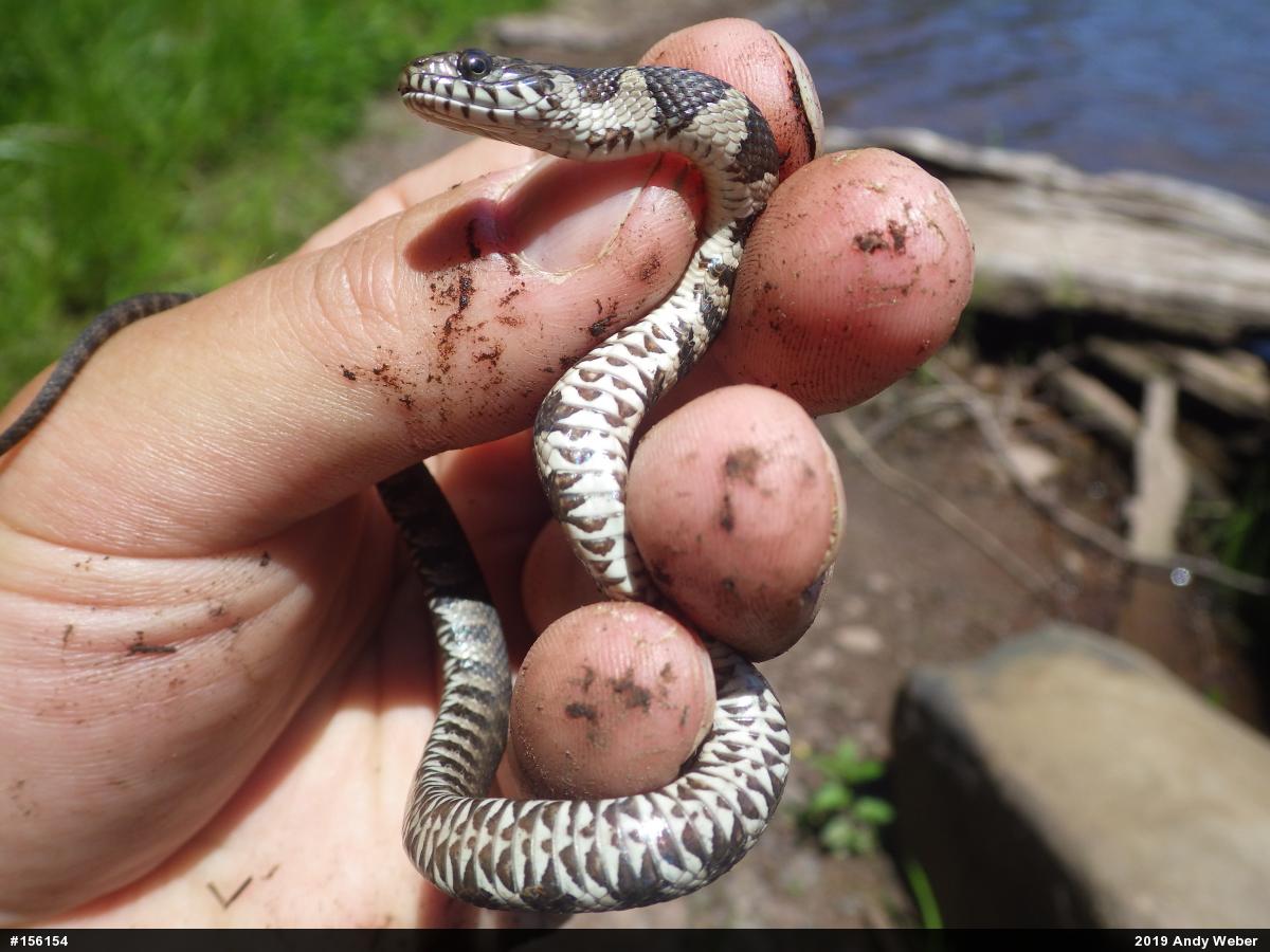 Northern Watersnake