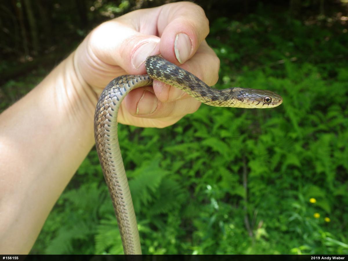 Eastern Gartersnake