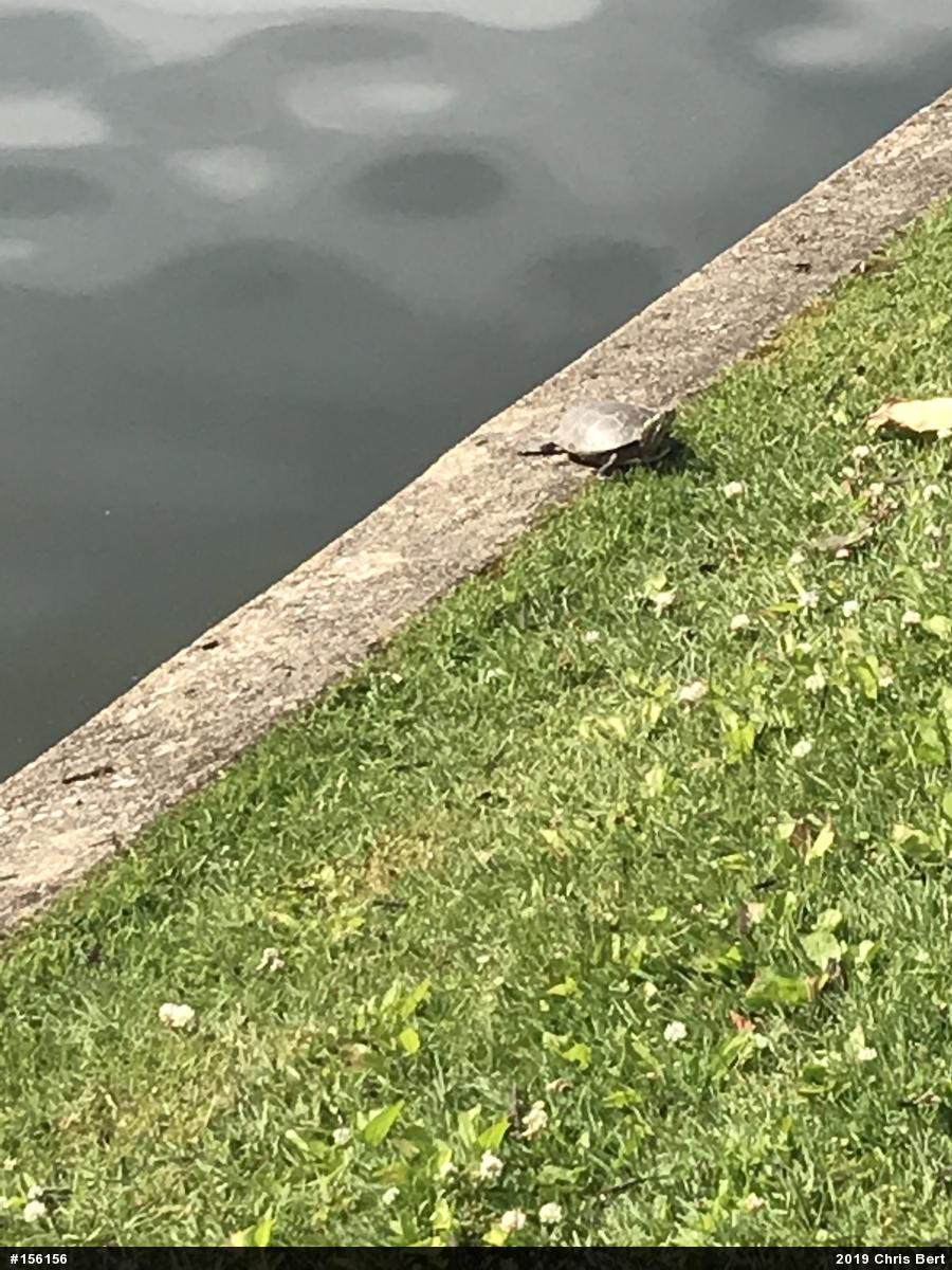 Painted Turtle