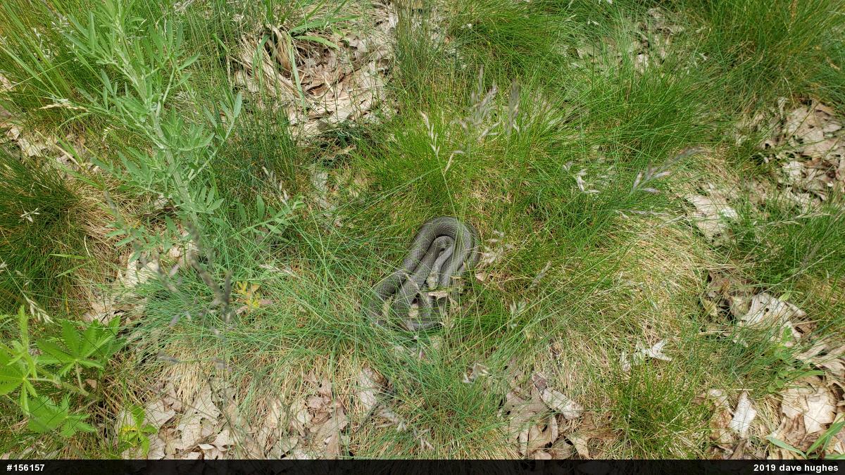 Northern Black Racer