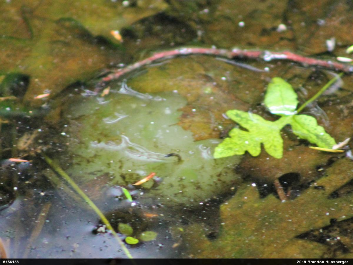 Spotted Salamander