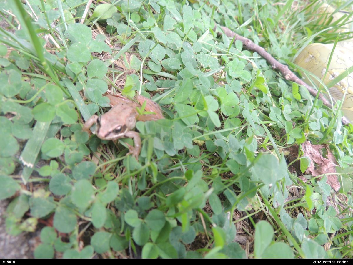 Wood Frog