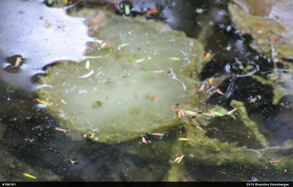 Spotted Salamander