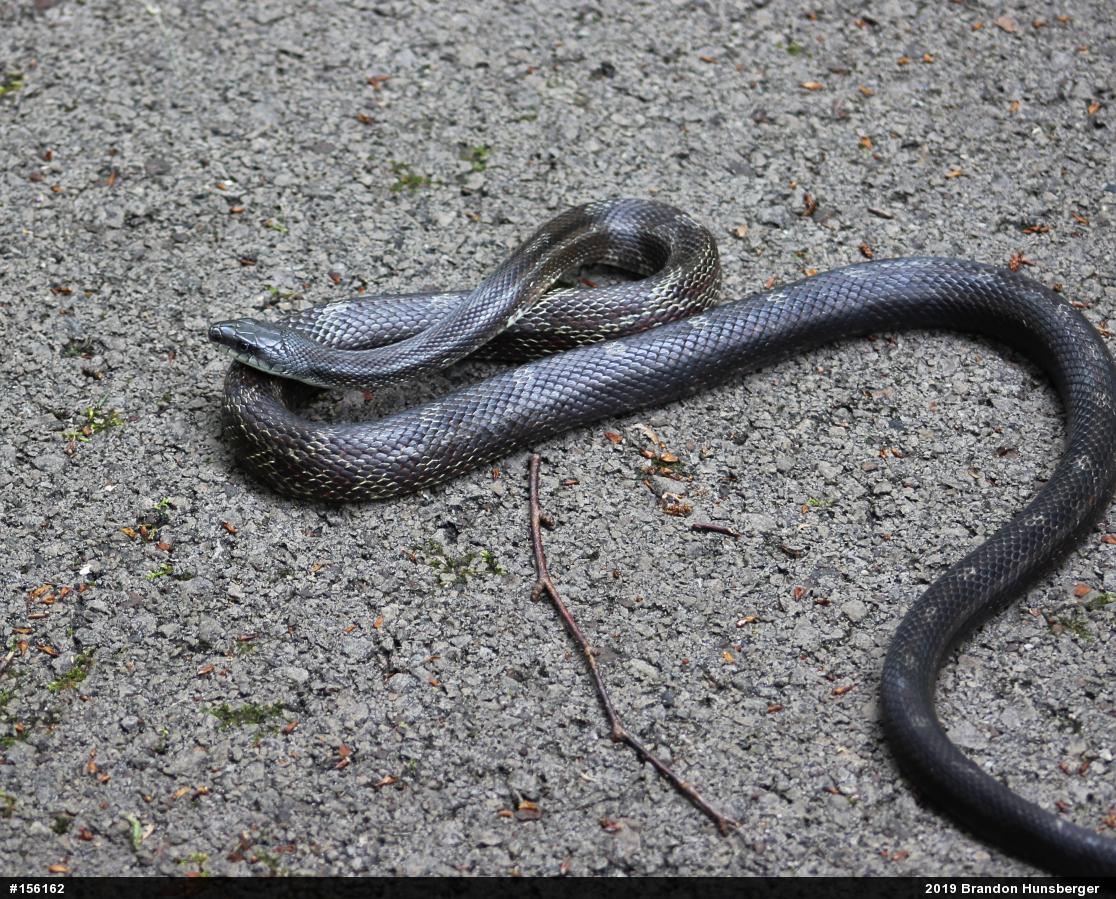 Eastern Ratsnake