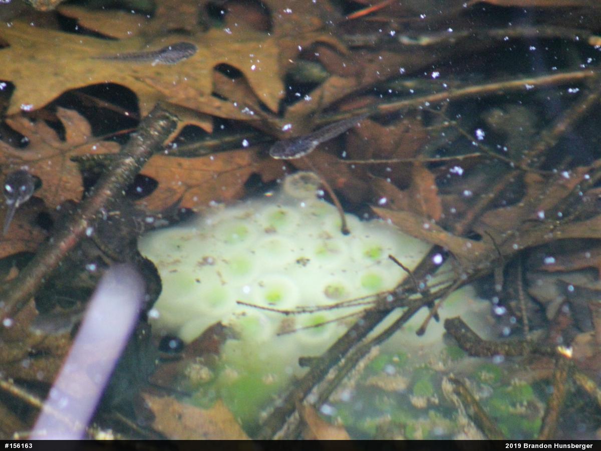 Spotted Salamander
