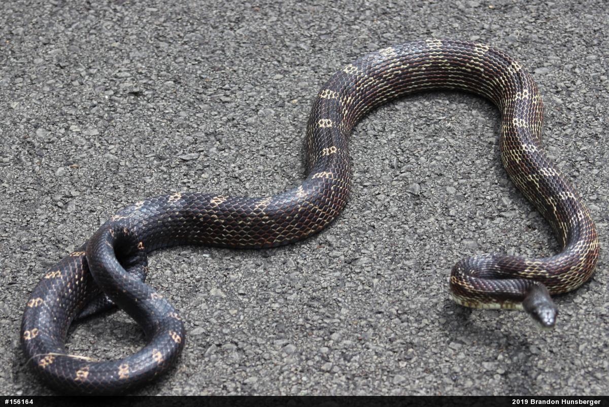 Eastern Ratsnake