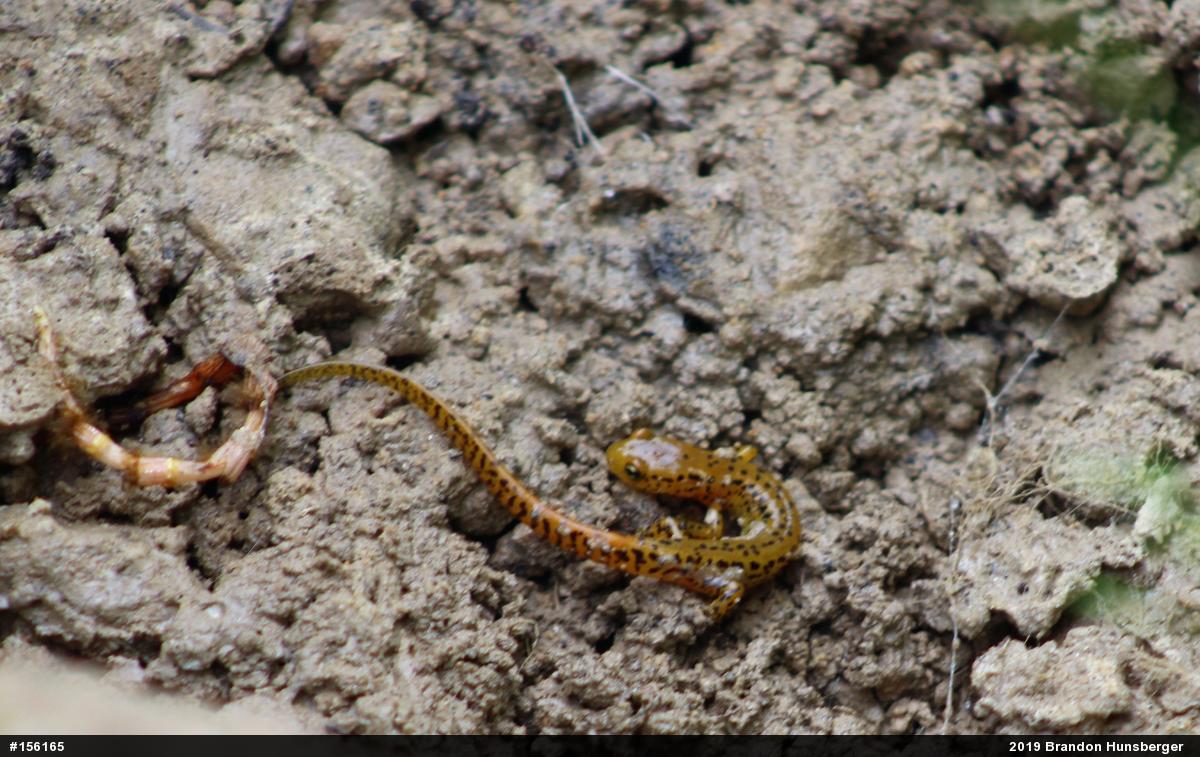 Eastern Long-tailed Salamander