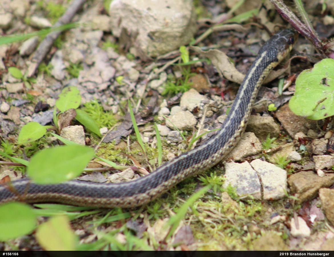 Eastern Gartersnake
