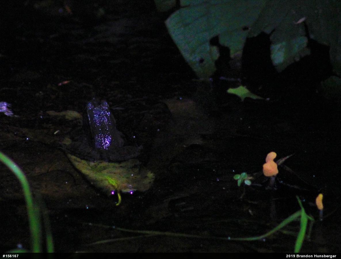 Green Frog
