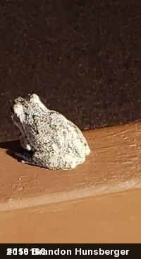 Unknown Gray Treefrog