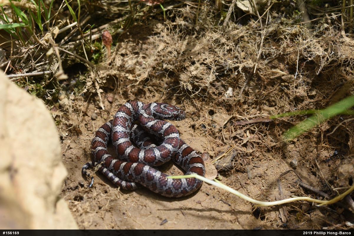 Eastern Milksnake