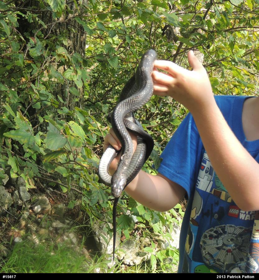 Eastern Ratsnake
