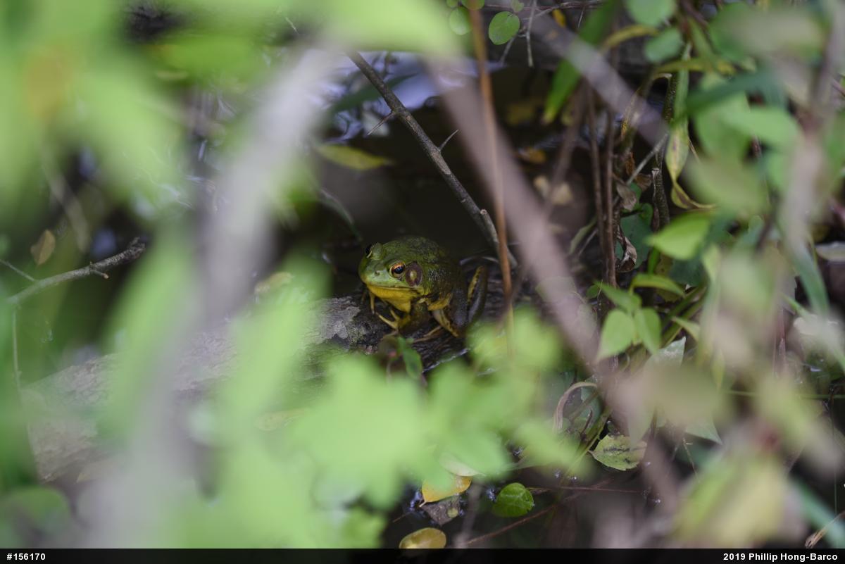 Green Frog