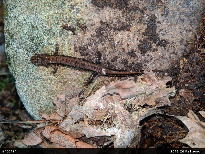 Allegheny Mountain Dusky Salamander
