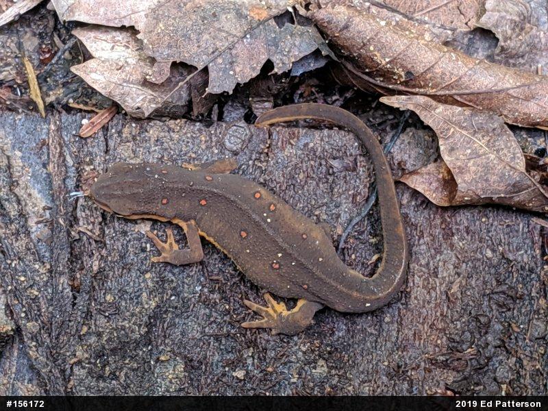 Red-spotted Newt