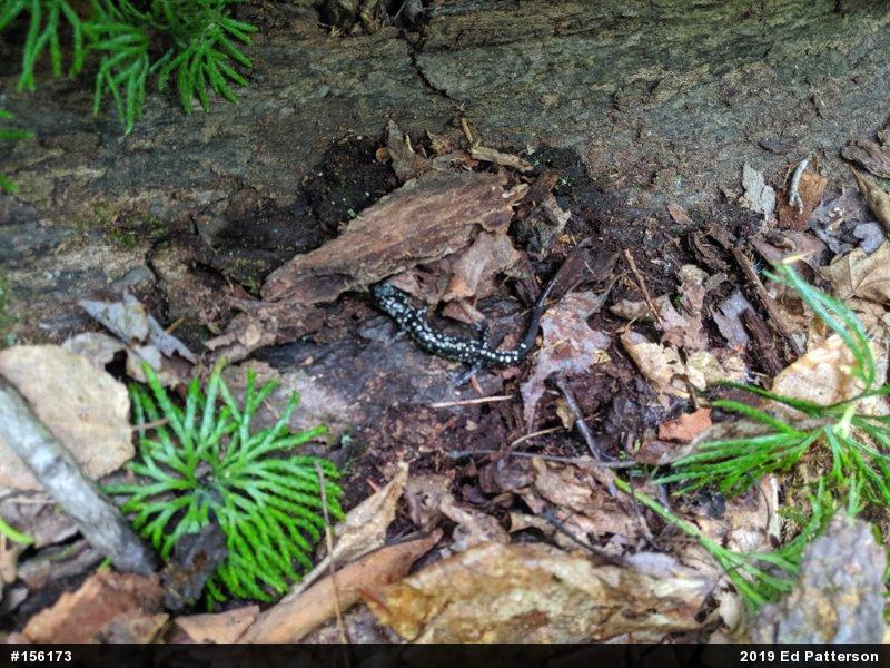 Northern Slimy Salamander