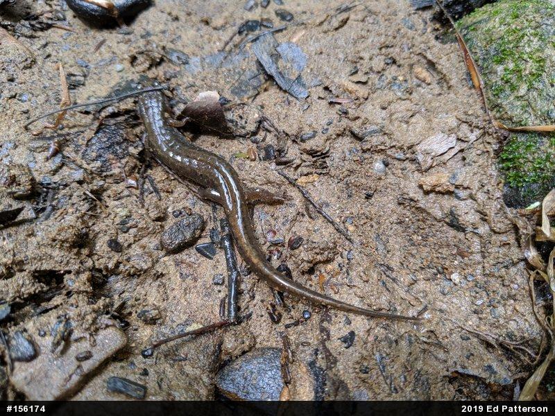 Northern Dusky Salamander