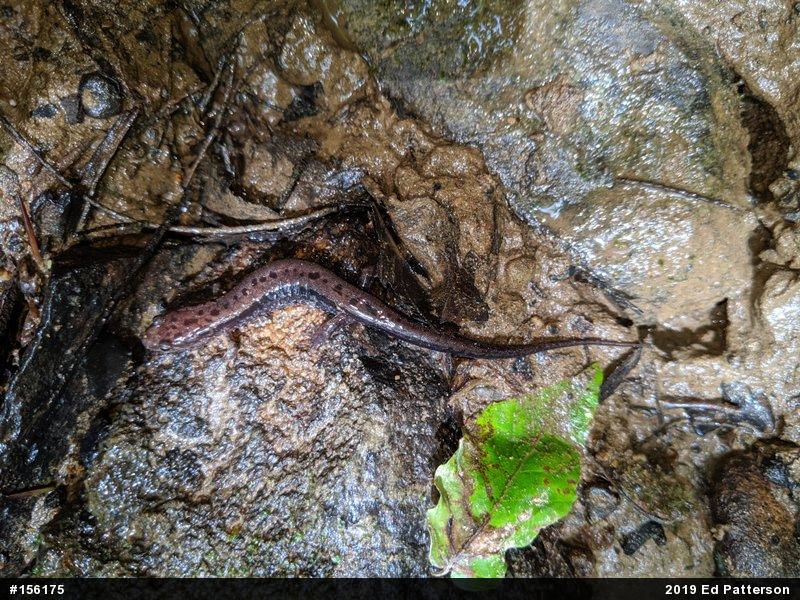 Allegheny Mountain Dusky Salamander