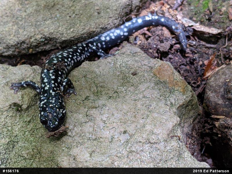 Northern Slimy Salamander