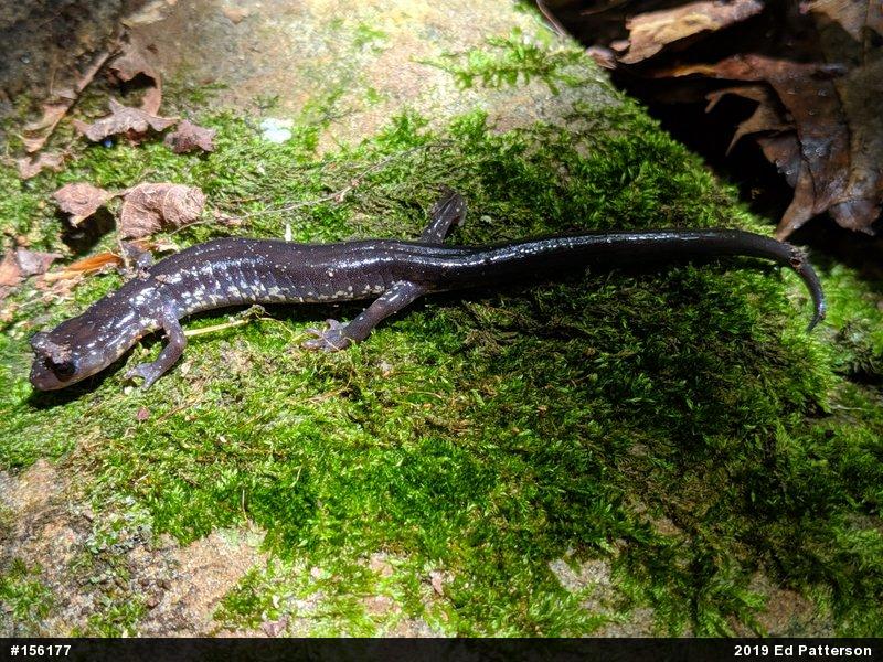 Wehrle's Salamander