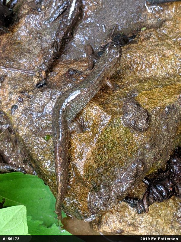 Northern Dusky Salamander