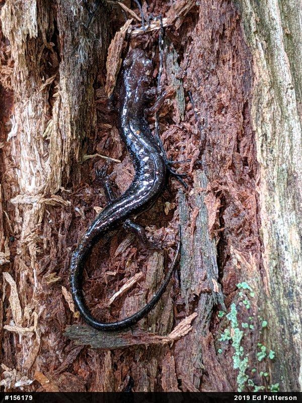 Allegheny Mountain Dusky Salamander