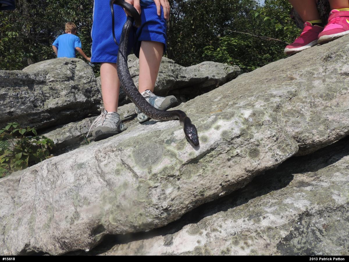 Eastern Ratsnake